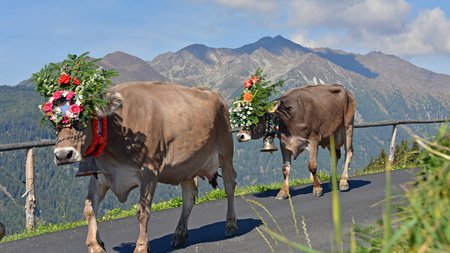 Vacanze sostenibili in Alto Adige Due mucche decorate con fiori e campane su sentiero di montagna