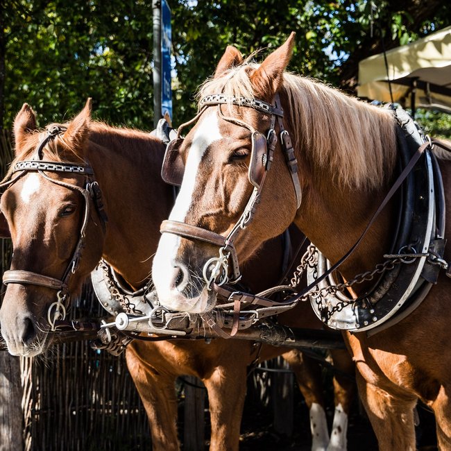 Vacanze estive in Alto Adige: escursioni e altre attività L'immagine mostra due cavalli marroni che stanno uno accanto all'altro e sono impiegati per trainare una carrozza. Entrambi i cavalli indossano finimenti tradizionali in pelle e hanno un aspetto tranquillo.