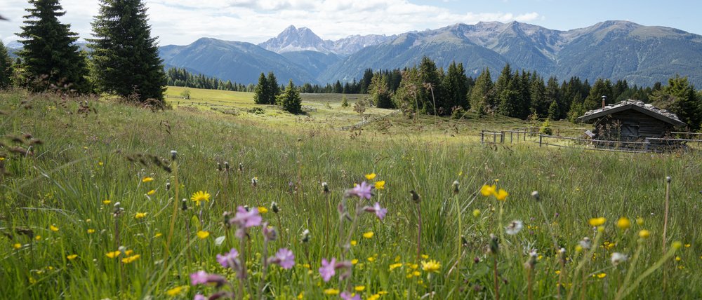 Le località dell’area vacanze Rio Pusteria L'immagine mostra un ampio prato fiorito con colorati fiori di campo in primo piano. Sullo sfondo si vedono colline boscose e maestose montagne sotto un cielo blu leggermente nuvoloso, a destra c'è una piccola baita di legno.