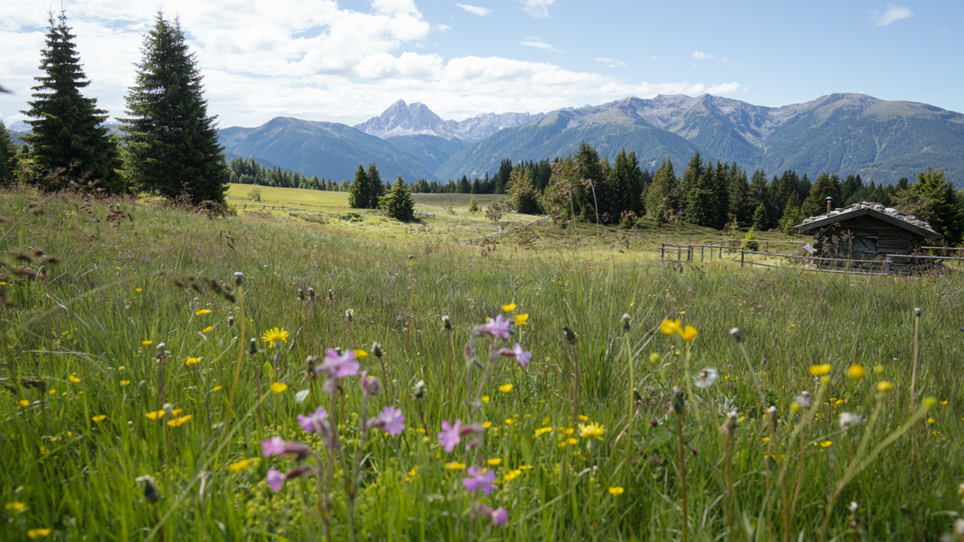 L’Alpe di Rodengo e Luson L'immagine mostra un ampio prato fiorito con colorati fiori di campo in primo piano. Sullo sfondo si vedono colline boscose e maestose montagne sotto un cielo blu leggermente nuvoloso, a destra c'è una piccola baita di legno.