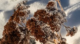 Le piramidi di terra di Terento Piante marroni congelate nella neve con luce solare