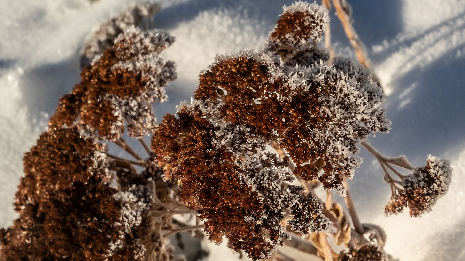 Le piramidi di terra di Terento Piante marroni congelate nella neve con luce solare