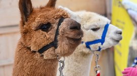 L’Avvento di Terento Primo piano di due alpaca con pettorine di colori diversi