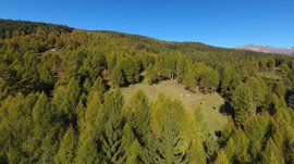La zona ricreativa bunker di Spinga L'immagine mostra un paesaggio forestale fitto, con una piccola radura al centro dove pascolano delle mucche. All'orizzonte si vedono colline boscose sotto un cielo limpido di un intenso blu profondo.
