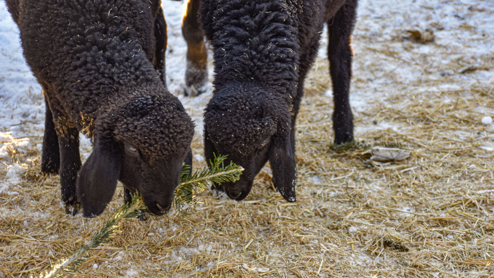 L’Avvento di Terento L'immagine mostra due agnelli neri che stanno molto vicini l'uno all'altro e mordicchiano insieme un ramo verde. Il terreno è coperto da un po' di paglia, e si vede anche della neve, il che indica un ambiente invernale.