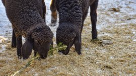 L’Avvento di Terento L'immagine mostra due agnelli neri che stanno molto vicini l'uno all'altro e mordicchiano insieme un ramo verde. Il terreno è coperto da un po' di paglia, e si vede anche della neve, il che indica un ambiente invernale.