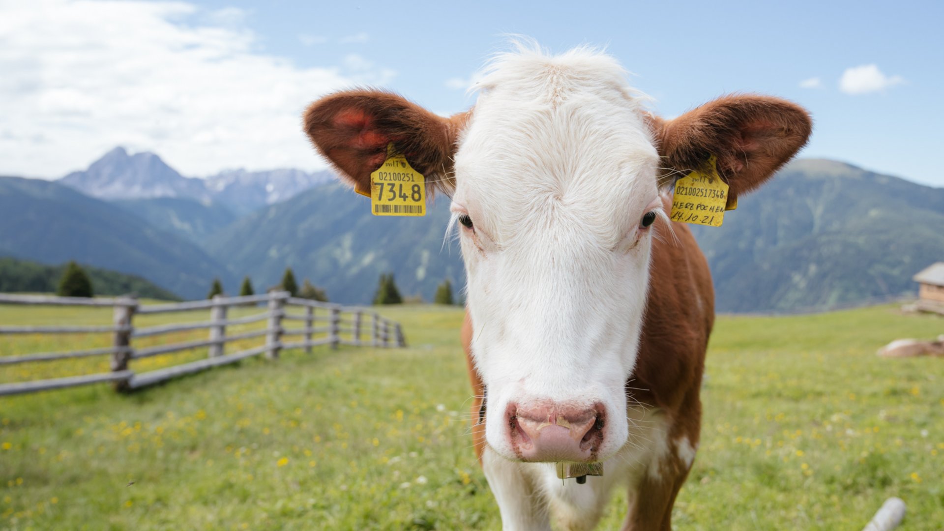 Codice etico L'immagine mostra una giovane mucca in un prato tra le montagne. La mucca è in primo piano e porta orecchini gialli, sullo sfondo si vedono colline verdi e montagne.