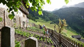 Il Sentiero dei masi di Fundres L'immagine mostra un orto ripido su un pendio montano, dove lavorano una donna anziana e un bambino. Stanno curando e annaffiando le piante. Sullo sfondo si vedono montagne verdi e boscose che si estendono sotto un cielo limpido. Una casa rustica con muri di pietra e balconi in legno si trova ai margini del giardino.