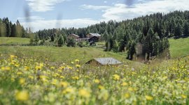 L’Alpe di Rodengo e Luson L'immagine mostra un prato in fiore con fiori gialli in primo piano, dietro il quale si estende un paesaggio rurale con foreste e alcune case di legno. Sullo sfondo si vedono fitte foreste verdi e un cielo azzurro con alcune nuvole.