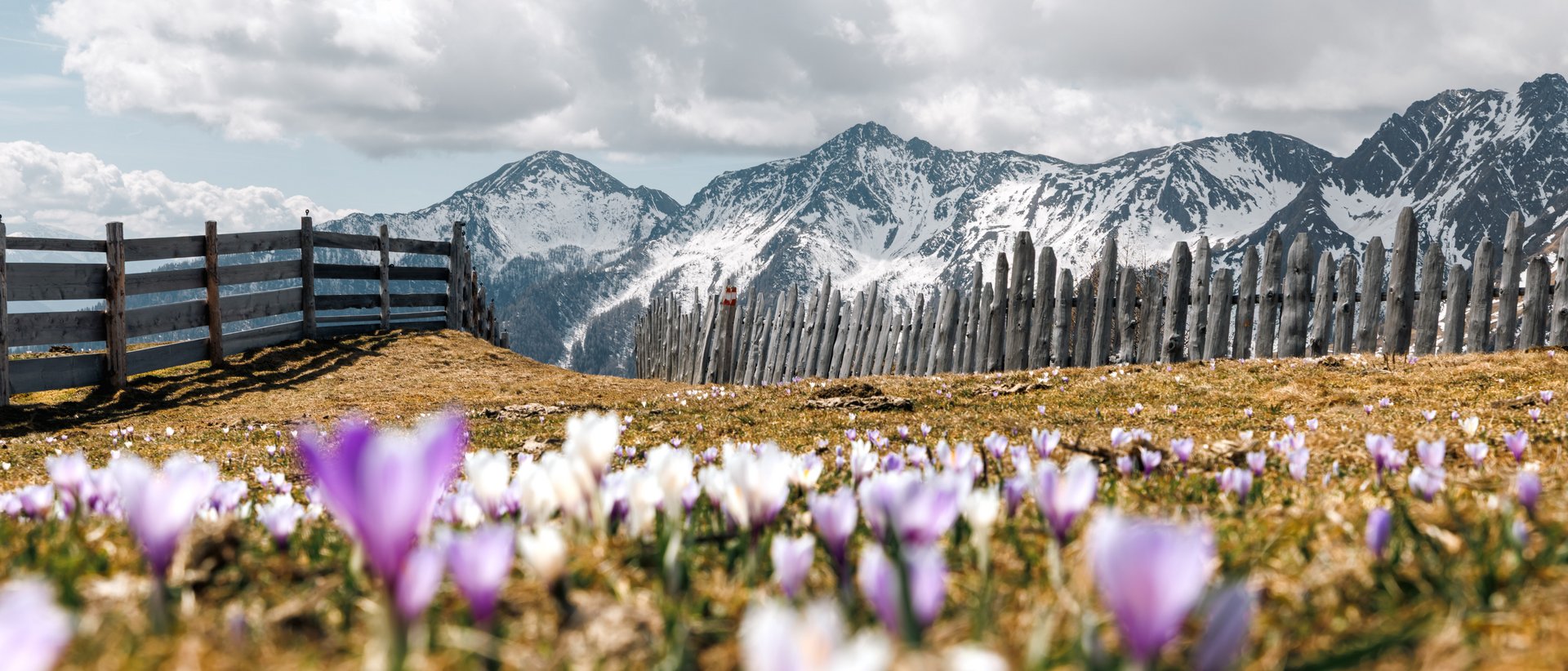 Vacanze sostenibili in Alto Adige Prato fiorito con recinzione in legno davanti a montagne innevate e cielo nuvoloso