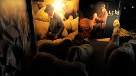 Il Mondo del Loden a Vandoies L'immagine mostra una scena di una mostra con riproduzioni a grandezza naturale di pecore. Sulle pareti si possono vedere grandi fotografie di un pastore che si prende cura delle sue pecore. La scena è debolmente illuminata, mettendo in risalto i dettagli delle pecore e del pastore.