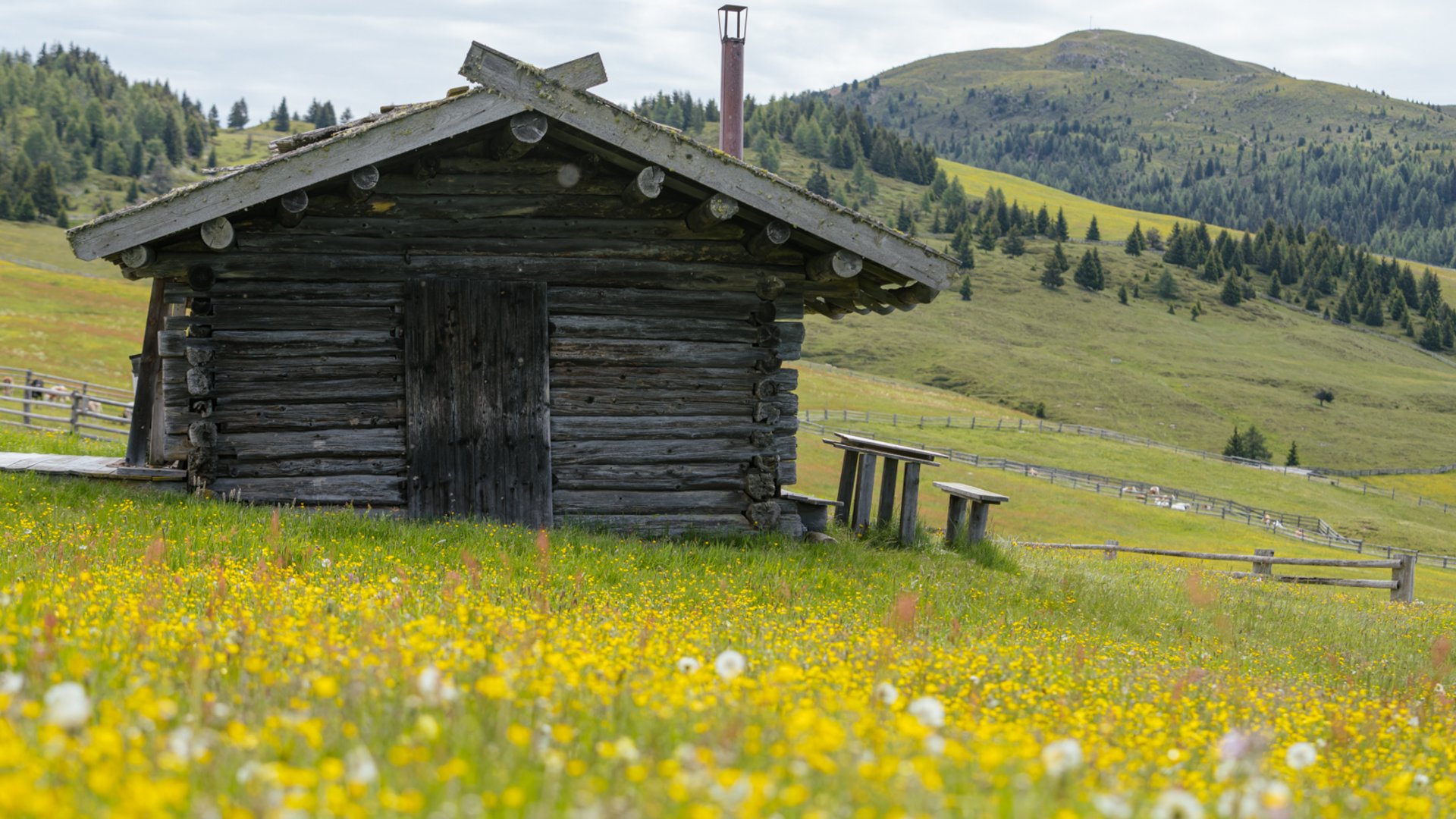 I percorsi più belli delle Dolomiti L'immagine mostra una vecchia capanna di legno situata in un prato fiorito pieno di fiori gialli. Sullo sfondo si vedono dolci colline verdi e fitte foreste sotto un cielo leggermente nuvoloso.