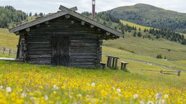 I percorsi più belli delle Dolomiti L'immagine mostra una vecchia capanna di legno situata in un prato fiorito pieno di fiori gialli. Sullo sfondo si vedono dolci colline verdi e fitte foreste sotto un cielo leggermente nuvoloso.
