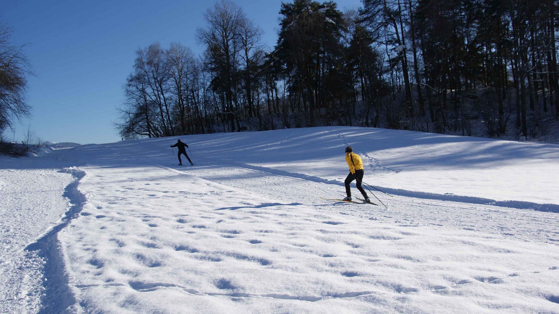 Le piste di fondo a Terento L'immagine mostra due persone che sciano su una superficie coperta di neve. Una persona indossa una giacca gialla, mentre l'altra è vestita di nero; sullo sfondo ci sono degli alberi e un cielo azzurro chiaro.