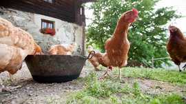 Il Sentiero dei masi di Fundres L'immagine mostra diverse galline marroni che stanno intorno a una grande ciotola rotonda per il cibo e mangiano. Sullo sfondo si vede un vecchio edificio rustico con un muro di pietra e una finestra in cui fioriscono dei fiori rossi, oltre a un grande albero verde.