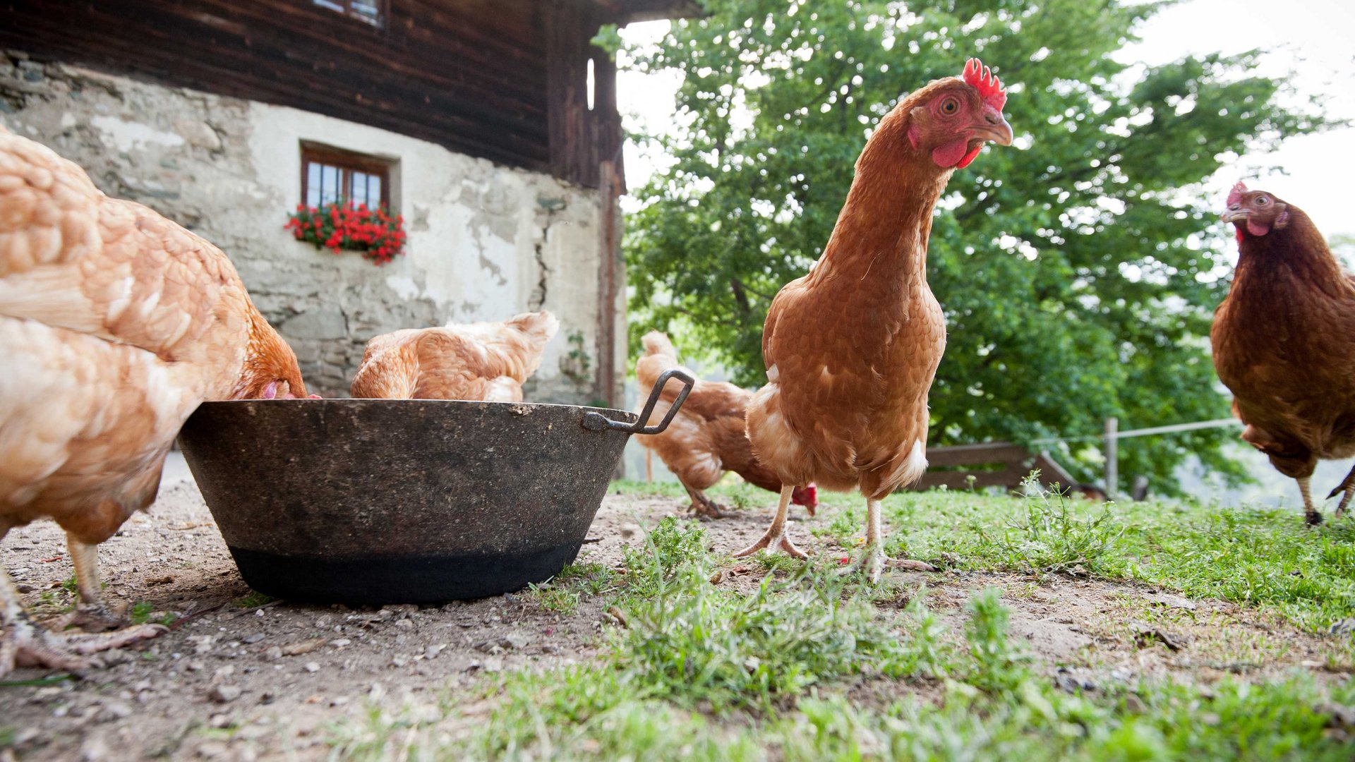 Il Sentiero dei masi di Fundres L'immagine mostra diverse galline marroni che stanno intorno a una grande ciotola rotonda per il cibo e mangiano. Sullo sfondo si vede un vecchio edificio rustico con un muro di pietra e una finestra in cui fioriscono dei fiori rossi, oltre a un grande albero verde.