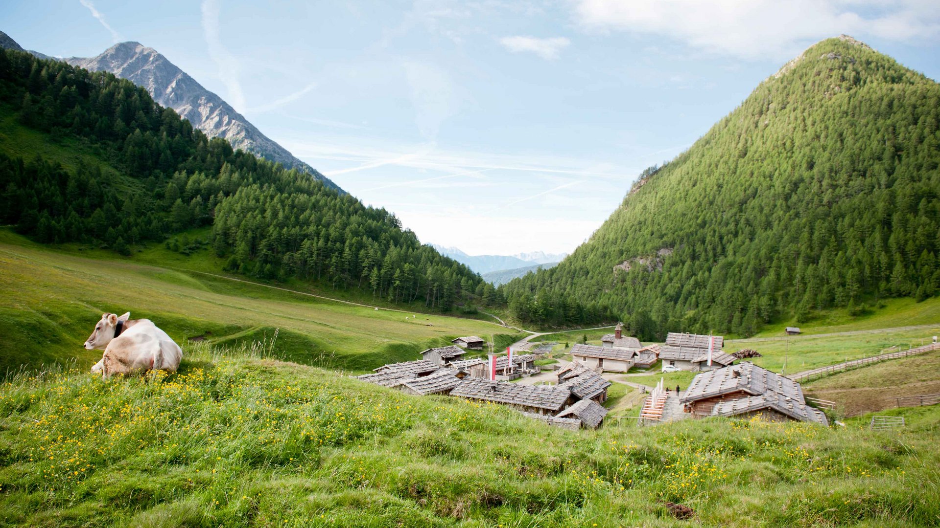 Codice etico L'immagine mostra una scena alpina pacifica con colline verdi e montagne sullo sfondo. In primo piano c'è una mucca sdraiata su un prato, e nella valle sottostante si vedono diverse baite tradizionali, immerse in un paesaggio lussureggiante e verde.