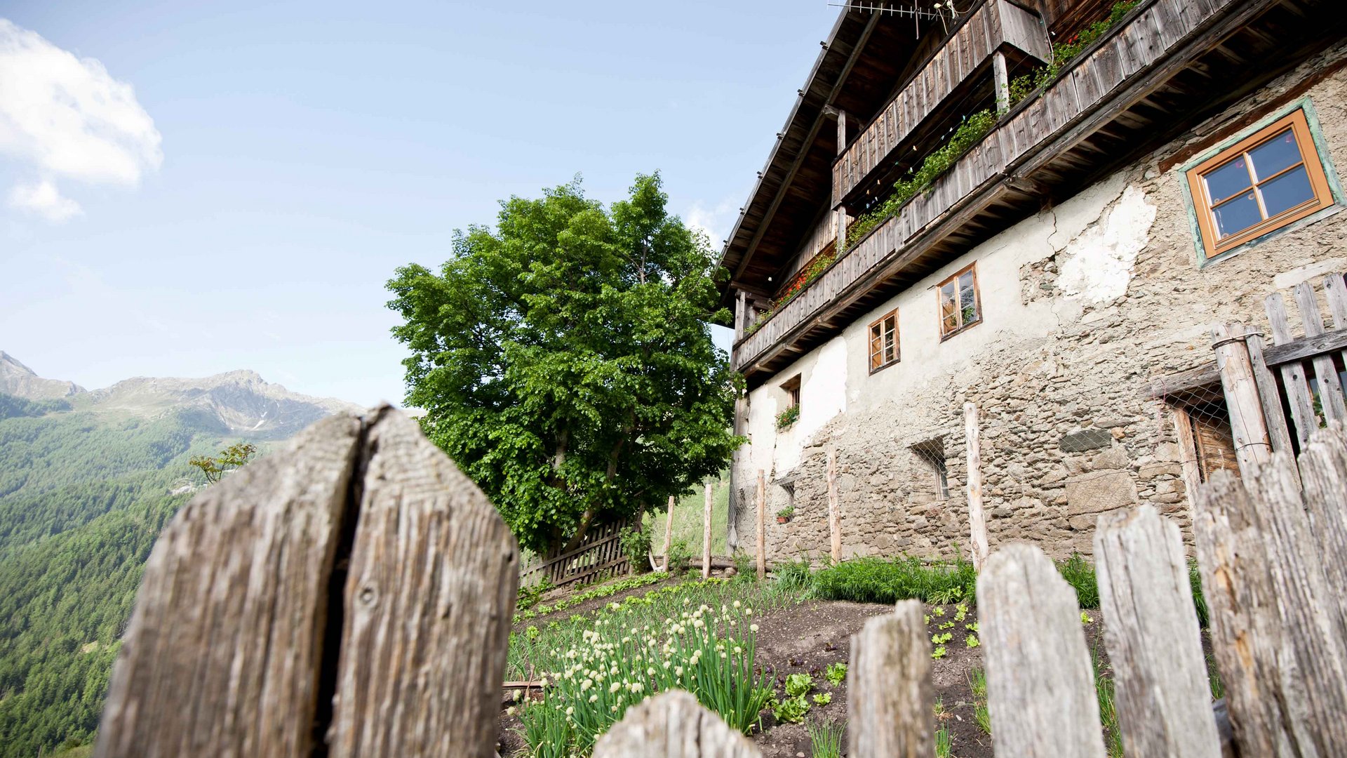 Il Sentiero dei masi di Fundres L'immagine mostra un edificio rustico e antico con una facciata in pietra e balconi in legno. In primo piano si vede una recinzione di legno che circonda un piccolo giardino con verdure o piante verdi. Sullo sfondo sono visibili colline verdi e un grande albero.